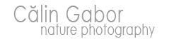 Calin Gabor Logo