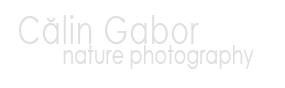 Calin Gabor Logo
