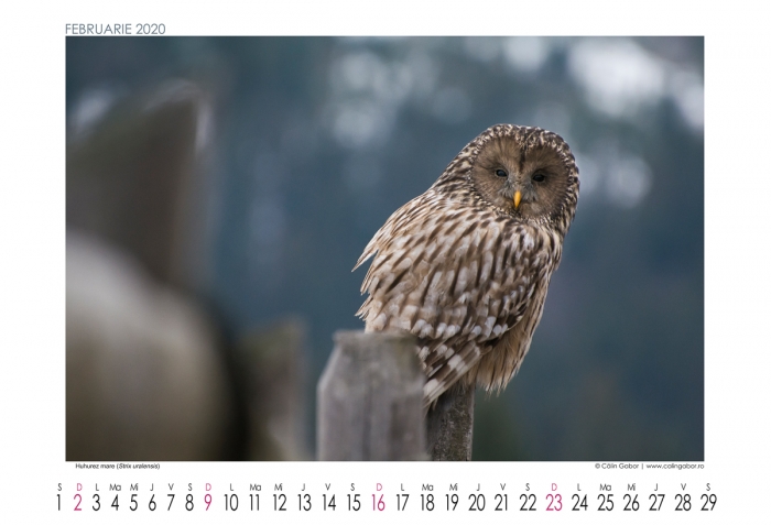 Calendar 2020 de perete - Natura, Peisaje, Viata salbatica